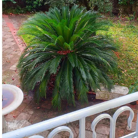 Un Giardino A Due Passi Dal Mare Lejlighed *
