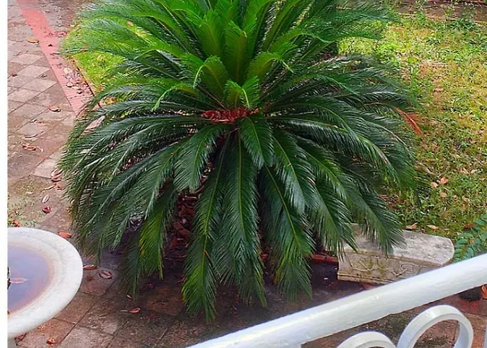 Un Giardino A Due Passi Dal Mare Lägenhet *